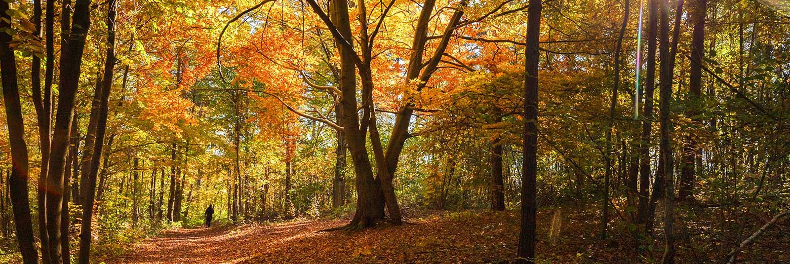 Waldbaden - Shinrin Yoku – Energie tanken im herbstlichen Farbenfeuerwerk der Natur.